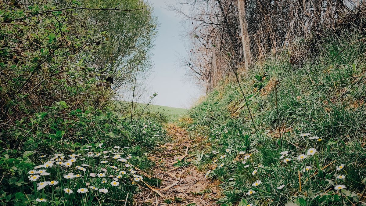 Planning Accessible Walks on Gentle Countryside Trails